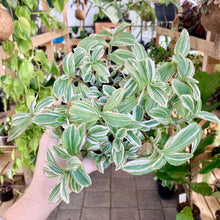 Load image into Gallery viewer, Tradescantia Tenderness - Clearance

