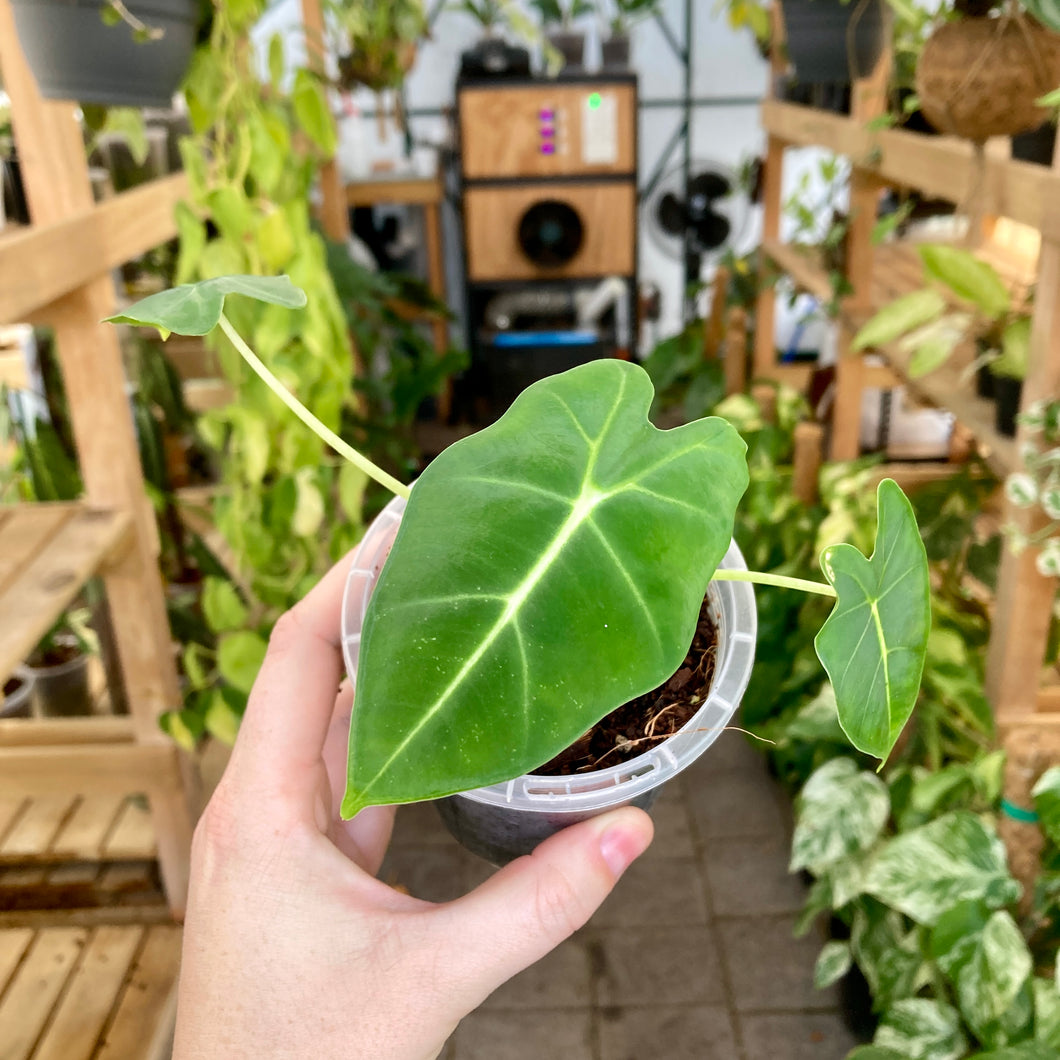 Alocasia Frydek 9cm