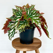 Load image into Gallery viewer, Begonia Bohemian Forest - 12cm
