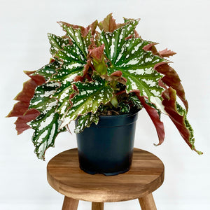 Begonia Bohemian Forest - 12cm