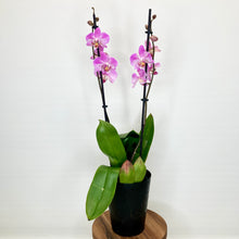 Load image into Gallery viewer, Potted orchid with purple flowers on a white background
