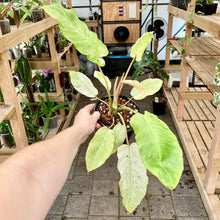 Load image into Gallery viewer, Philodendron Snowdrift - Clearance
