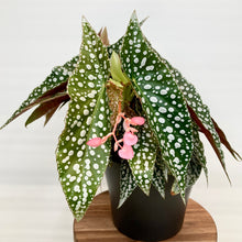 Load image into Gallery viewer, Begonia Hot Spot - 12cm
