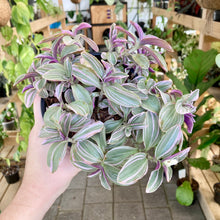 Load image into Gallery viewer, Tradescantia Sweetness - Clearance
