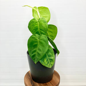 Syngonium Frosted Heart - 12cm