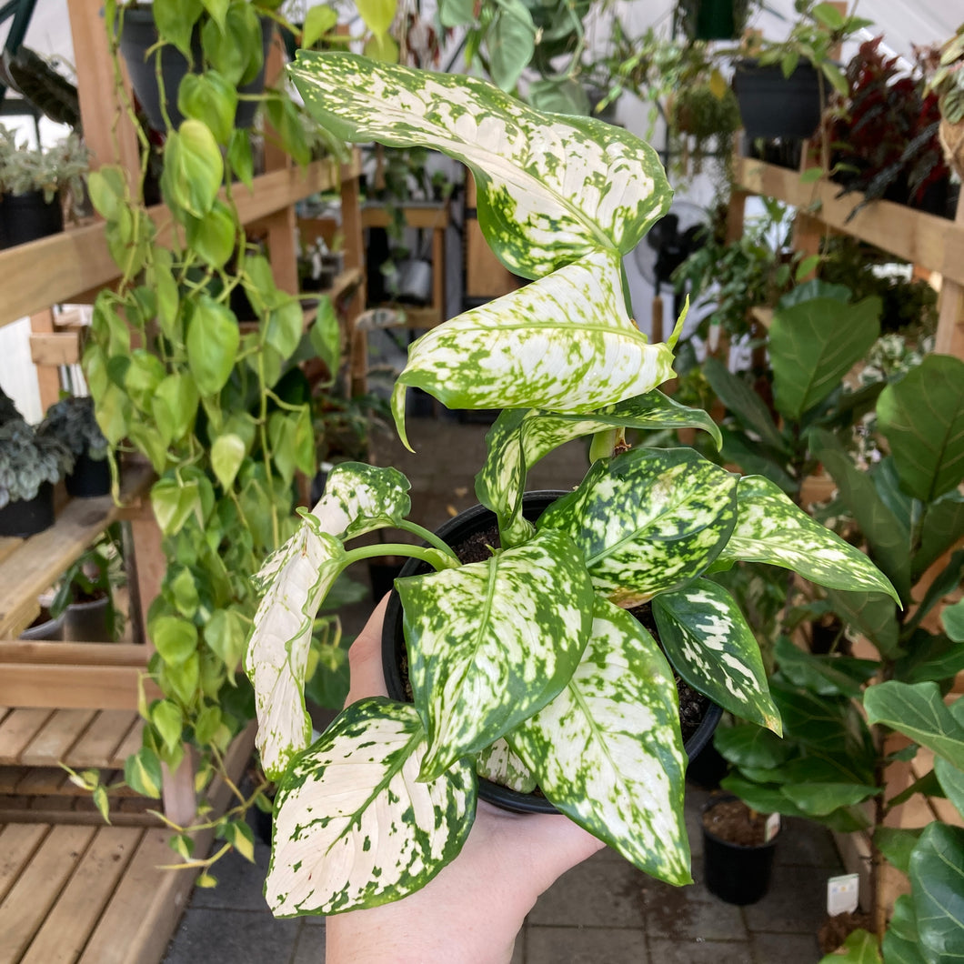 Aglaonema Variegata Pearls - Clearance