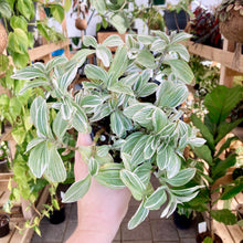 Load image into Gallery viewer, Tradescantia Tenderness - Clearance
