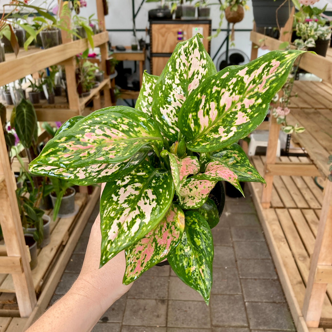 Aglaonema Wishes - Clearance