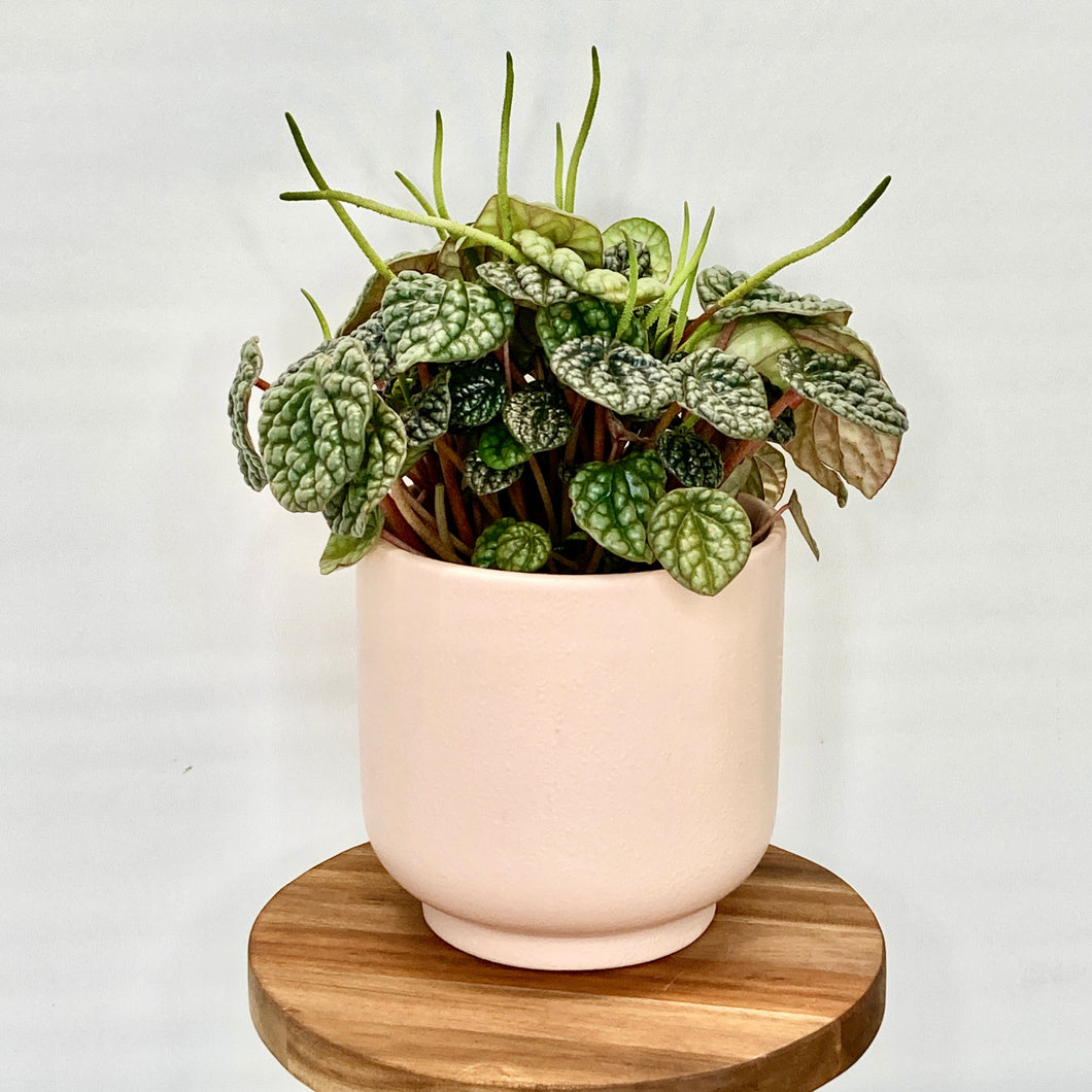 Loretto Ceramic Cover Pot - 13cm