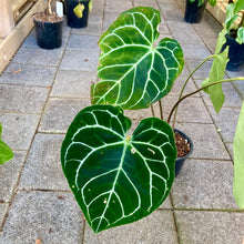 Load image into Gallery viewer, Anthurium Crystallinum - Clearance

