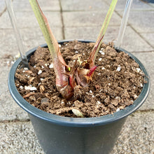Load image into Gallery viewer, Anthurium Crystallinum - Clearance
