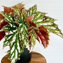 Load image into Gallery viewer, Begonia Bohemian Forest - 12cm
