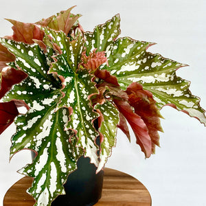 Begonia Bohemian Forest - 12cm