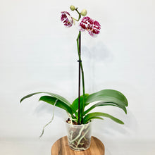 Load image into Gallery viewer, Phalaenopsis Orchid 'Standard' - 12cm
