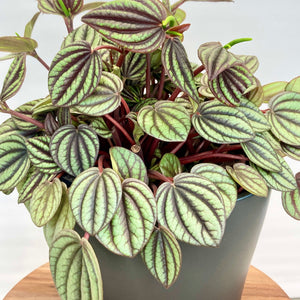 Peperomia Piccolo Banda - 12cm