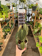 Load image into Gallery viewer, Philodendron Melanochrysum

