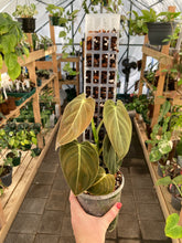Load image into Gallery viewer, Philodendron Melanochrysum
