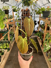 Load image into Gallery viewer, Philodendron Melanochrysum
