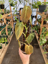 Load image into Gallery viewer, Philodendron Melanochrysum
