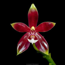 Load image into Gallery viewer, Phalaenopsis Cornu-Cervi FMA.Chattaladae &#39;Red W18&#39; x Violaccea Indigo &#39;Red&#39;
