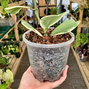 Clear Nursery Pot 14cm (1.3L)