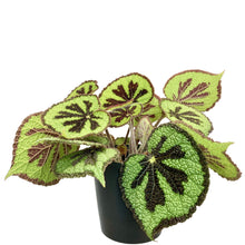 Load image into Gallery viewer, Begonia Masoniana Mountain - 14cm
