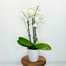 Load image into Gallery viewer, White Ceramic Cover Pot - 10cm
