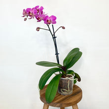 Load image into Gallery viewer, Phalaenopsis Mini - 9cm
