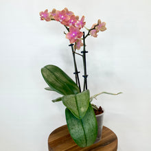 Load image into Gallery viewer, Phalaenopsis Mini Scented - 9cm
