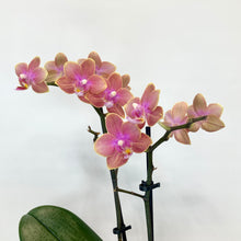 Load image into Gallery viewer, Phalaenopsis Mini Scented - 9cm
