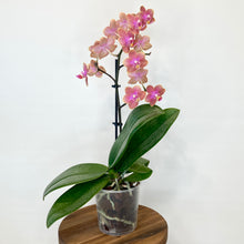 Load image into Gallery viewer, Phalaenopsis Mini Scented - 9cm
