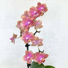 Load image into Gallery viewer, Phalaenopsis Mini Scented - 9cm

