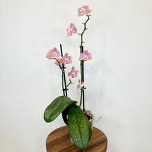 Load image into Gallery viewer, Phalaenopsis Mini Scented - 9cm

