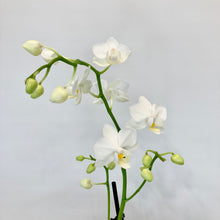 Load image into Gallery viewer, Phalaenopsis Mini - 9cm
