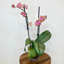 Load image into Gallery viewer, Phalaenopsis Mini Scented - 9cm
