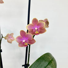 Load image into Gallery viewer, Phalaenopsis Mini Scented - 9cm
