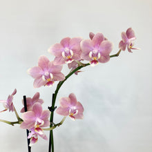 Load image into Gallery viewer, Phalaenopsis Mini Scented - 9cm
