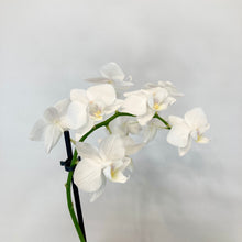 Load image into Gallery viewer, Phalaenopsis Mini - 9cm
