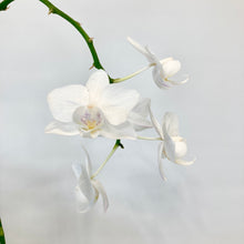 Load image into Gallery viewer, Phalaenopsis Mini - 9cm
