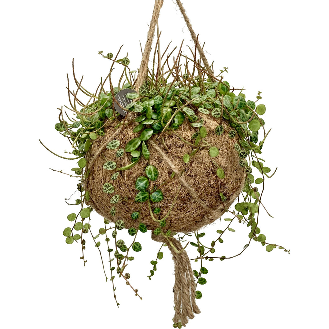 Peperomia Prostrata (String of Turtles) Kokedama