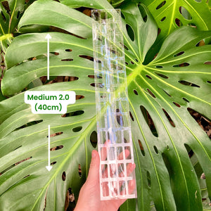 THICCLY Clear Grow Pole