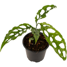 Load image into Gallery viewer, PRE-ORDER Monstera Obliqua Peru - 12cm
