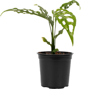 PRE-ORDER Monstera Obliqua Peru - 12cm