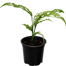 Load image into Gallery viewer, Monstera Obliqua Peru - 12cm
