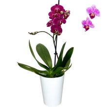 Load image into Gallery viewer, Phalaenopsis &#39;Compact Cutie&#39; - 12cm
