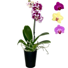 Load image into Gallery viewer, Phalaenopsis &#39;Midi&#39; - 12cm

