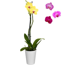Load image into Gallery viewer, Phalaenopsis &#39;Standard&#39; - 12cm
