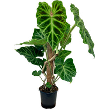 Load image into Gallery viewer, Philodendron Verrucosum - 17cm
