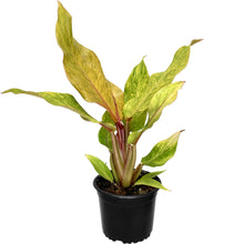 Load image into Gallery viewer, Philodendron Marmalade - 14cm
