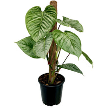 Load image into Gallery viewer, Philodendron Sodiroi - 17cm
